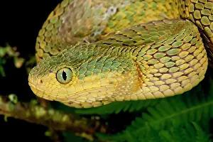 Squamiger: Bush Viper, Atheris squamiger, Native to