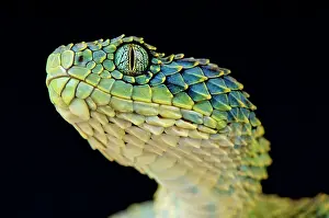Rwanda: Bush viper (Atheris squamigera), Uganda