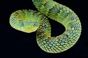 Rwanda: Bush viper (Atheris squamigera), Uganda