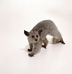 Andy Teare: BUSHBABY - full body in studio