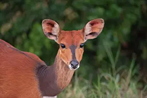 Tragelaphus: Bushbuck