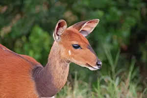 Tragelaphus: Bushbuck
