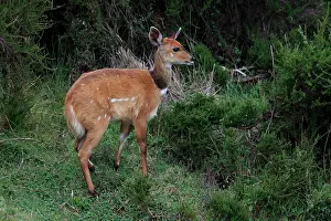Bushbuck: Bushbuck doe