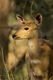 Bushbuck: Bushbuck - Female in the evening
