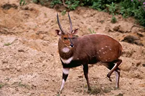 Bushbuck: BUSHBUCK RAM - side on