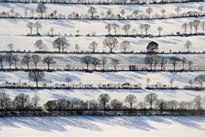 Hedge: Bushes and Trees in Rows, Winter Landscape, Schleswig