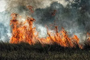 Fire: Bushfire in the African Savannah, Botswana, Africa