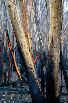 Bushfire: Bushfire aftermath.Alpine National Park, Dargo