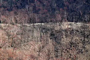 Bushfire: Bushfire aftermath.between Omeo and Mitta Mitta
