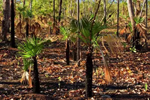 Sprouts: Bushfire - forest in Far North of the Northern