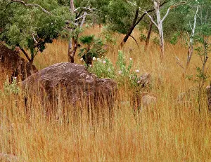 Bushland: Bushland with spear grass, eucalypts, sand palm