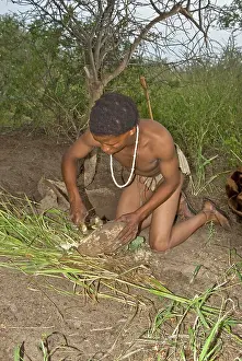 Extract: Bushman - scraping root of plant to extract moisture