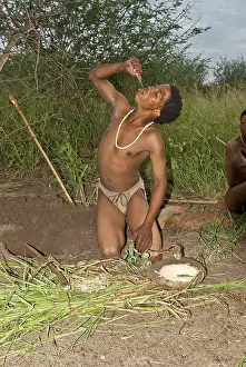Bushman: Bushman - squeezing flesh of plant and drinking