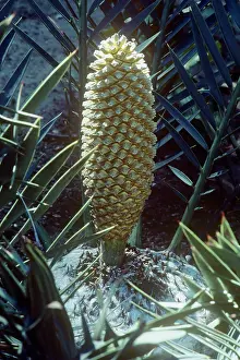 Cycads: BushmanIs River Cycad