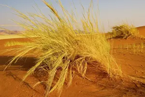 Stipagrostis: Bushmann grass