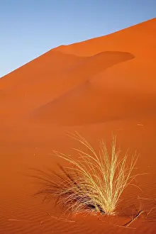 Vlei: Bushman's grass and reddish sand dune, Sossusvlei
