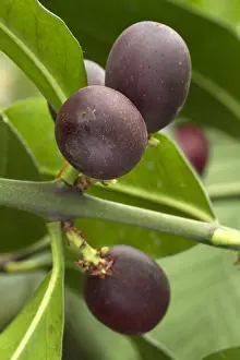 110219: Bushmans poison (Acokanthera oblongifolia)