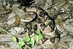 Muta: Bushmaster