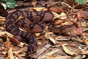 Herps: Bushmaster