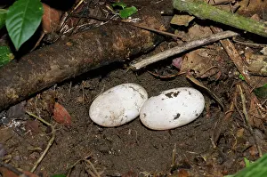 Lachesis: Bushmaster eggs