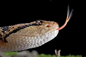 Muta: Bushmaster (Lachesis muta) French Guyana