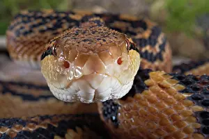 Muta: Bushmaster (Lachesis muta) French Guyana