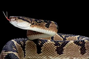 Trinidad: Bushmaster (Lachesis muta), Surinam
