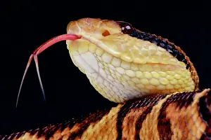 Muta: Bushmaster (Lachesis stenophrys), Brazil