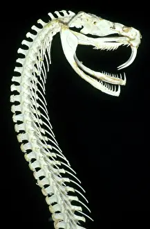 Fangs: Bushmaster Skeleton