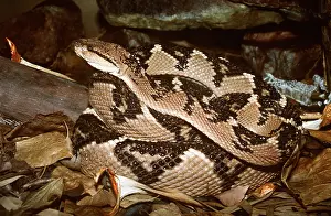 Coiled: BUSHMASTER SNAKE - poisonous