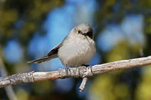 Minimus: Bushtit