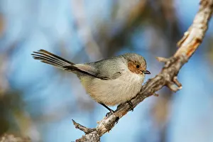 Minimus: Bushtit