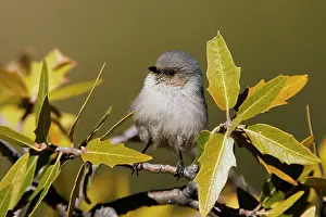 Minimus: Bushtit