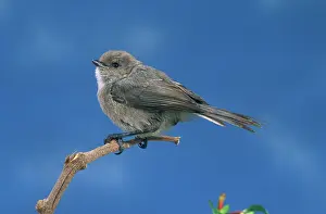 Minimus: Bushtit