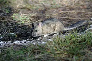Neotoma: Bushy-tailed Woodrat / Pack Rat in field