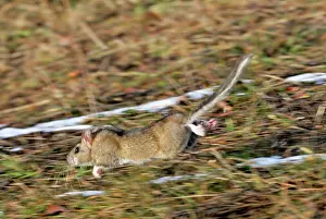 Neotoma: Bushy-tailed Woodrat / Pack Rat - running in field