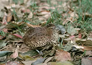Quails: BUSTARD QUAIL / Barred Button Quail / Barred Buttonquail