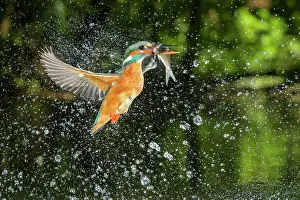 Start: Busted Common kingfisher ( Alcedo atthis) with captured