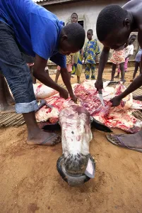 Connective: Butchering a Cow in Ouidah Benin