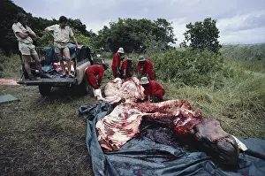 Killed: Butchering a Culled Hippo
