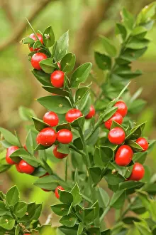 Broom: Butcher's Broom with berries