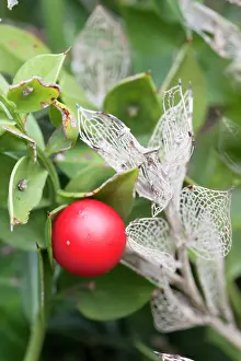 Brooms: Butcher's Broom - with berry