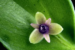 Broom: Butcher's Broom - close-up flower - example of