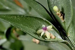 Broom: Butcher's broom in flower. Excellent example of