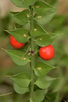 Broom: Butcher's broom, in flower and fruit
