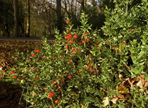Broom: Butcher's Broom - in flower and fruit, autumn