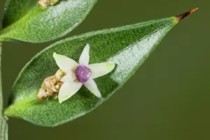 Broom: Butcher's Broom - in flower and fruit, autumn;