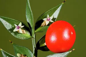Broom: Butcher's Broom - in flower and fruit, autumn