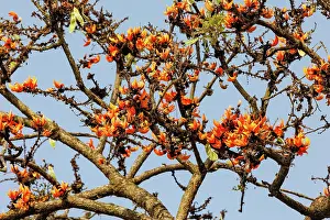Assam: Butea monosperma, forest flame or lacquer tree