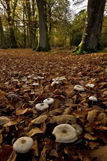 Butter: Butter Cap fungi - in beech woodland